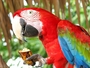 Да живееш с папагал или папагал у дома